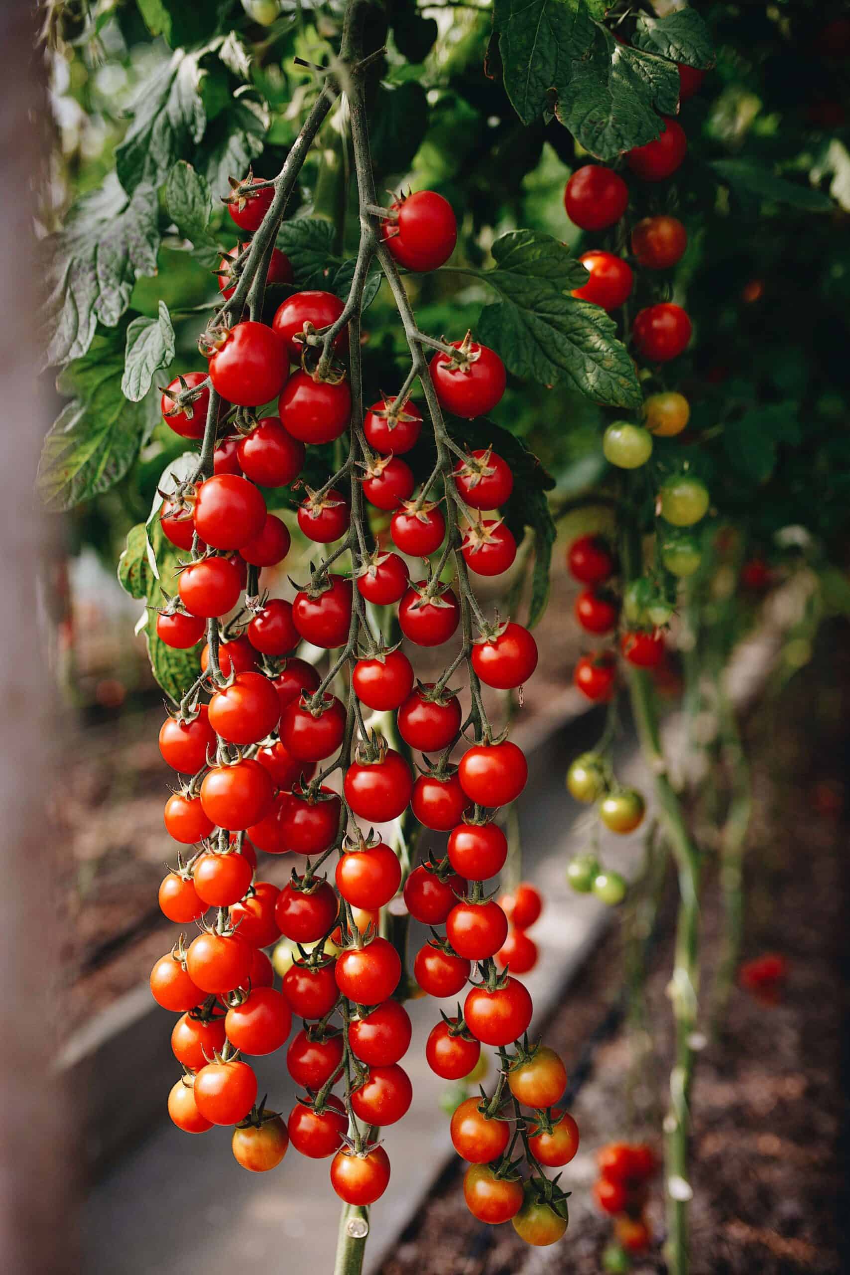 Drogobych | LA PIEC normal food delivery | image 3